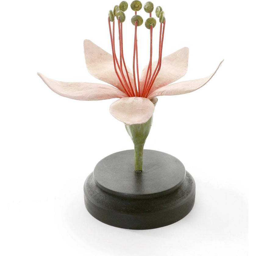 Botanical Model