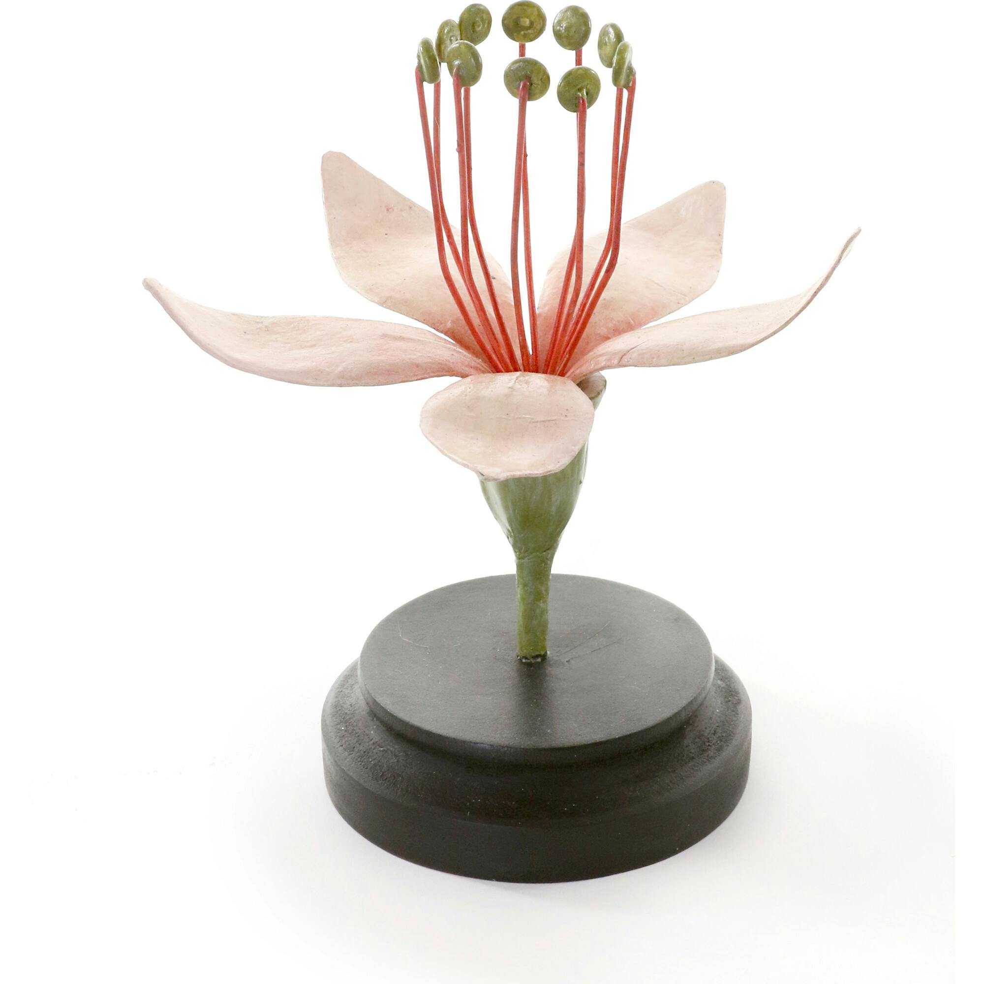 Botanical Model