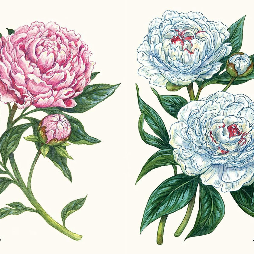 Little Book of Peonies