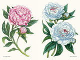 Little Book of Peonies