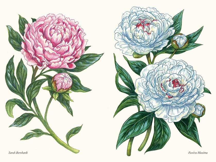 Little Book of Peonies
