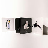 Baby's Black and White Contrast Book