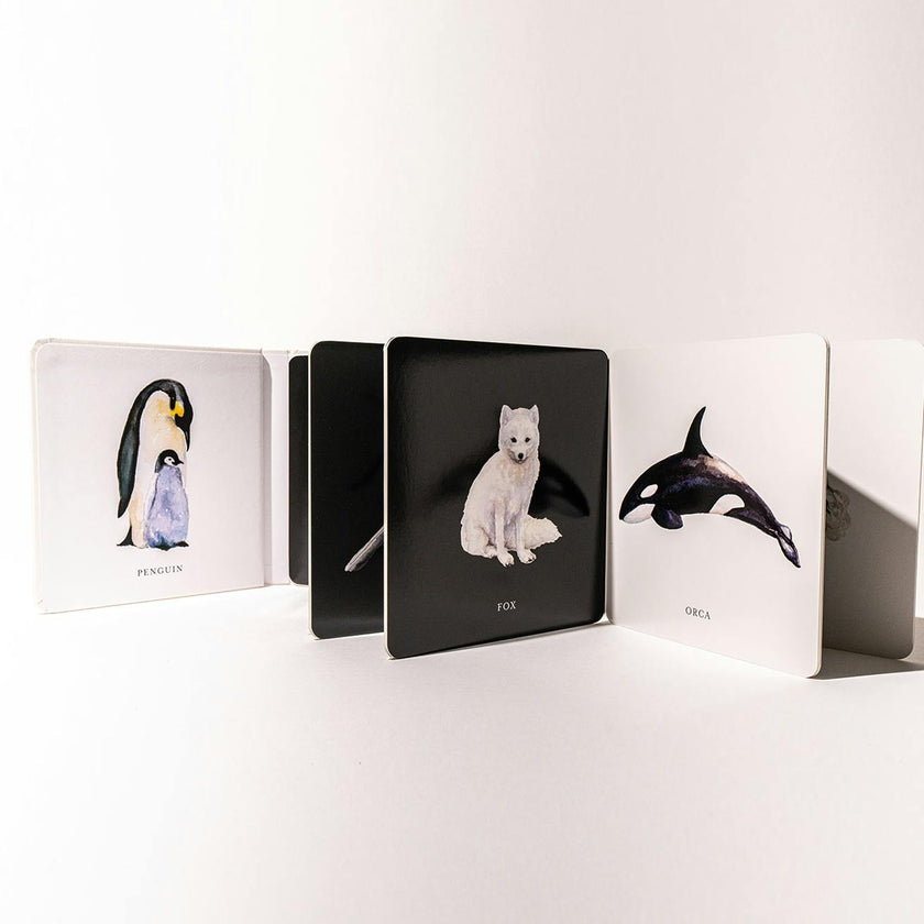 Baby's Black and White Contrast Book