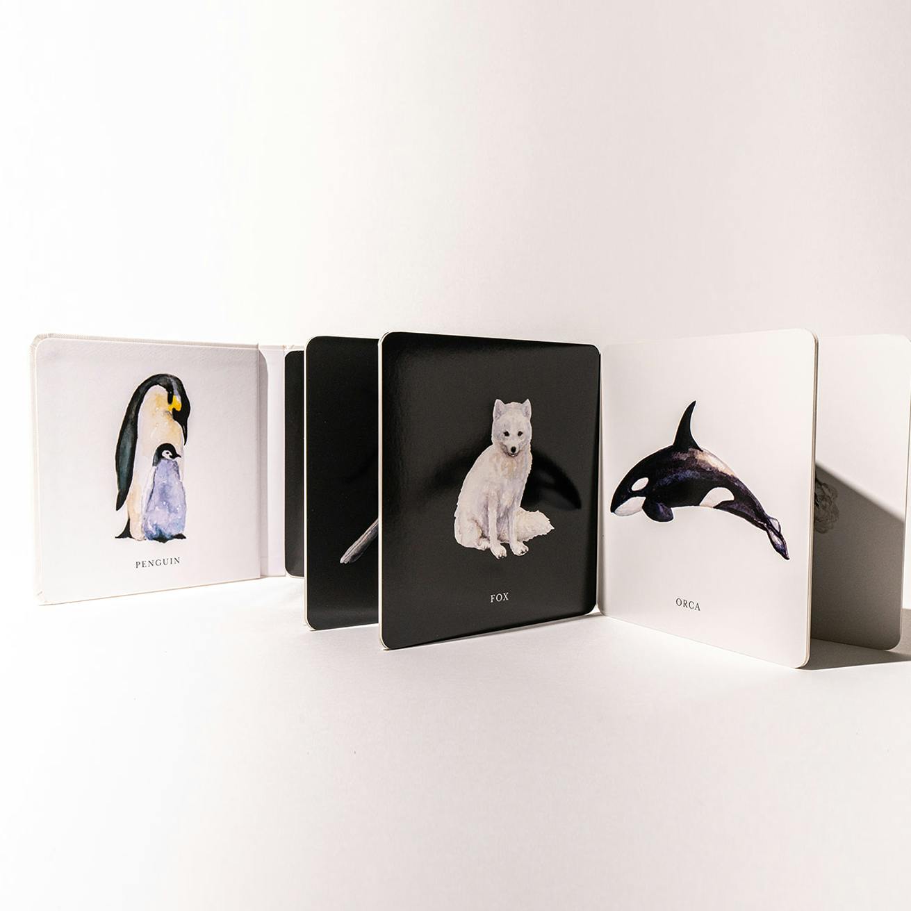 Baby's Black and White Contrast Book