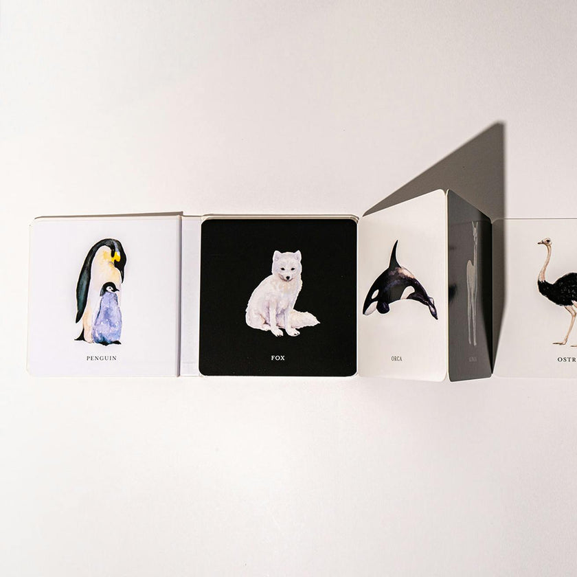 Baby's Black and White Contrast Book