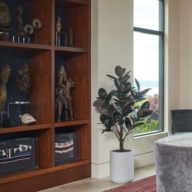 5' Rubber Ficus Tree in Modern Planter