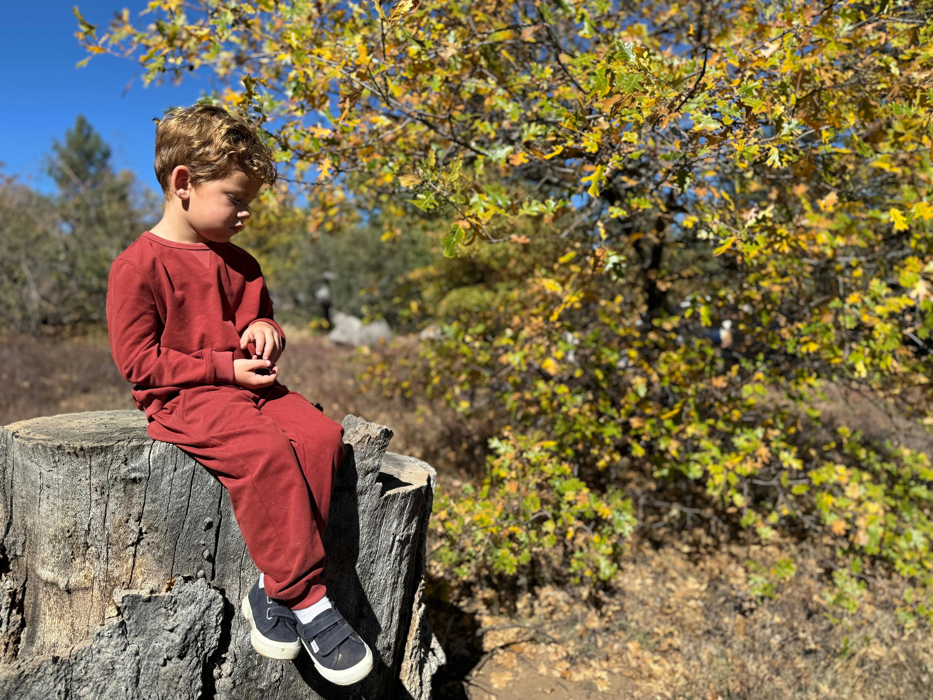 TARQUIN pique sweatshirt burgundy