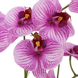 23" Phale Orchid