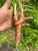 Love Conquers All - Carrot Lovers Tee