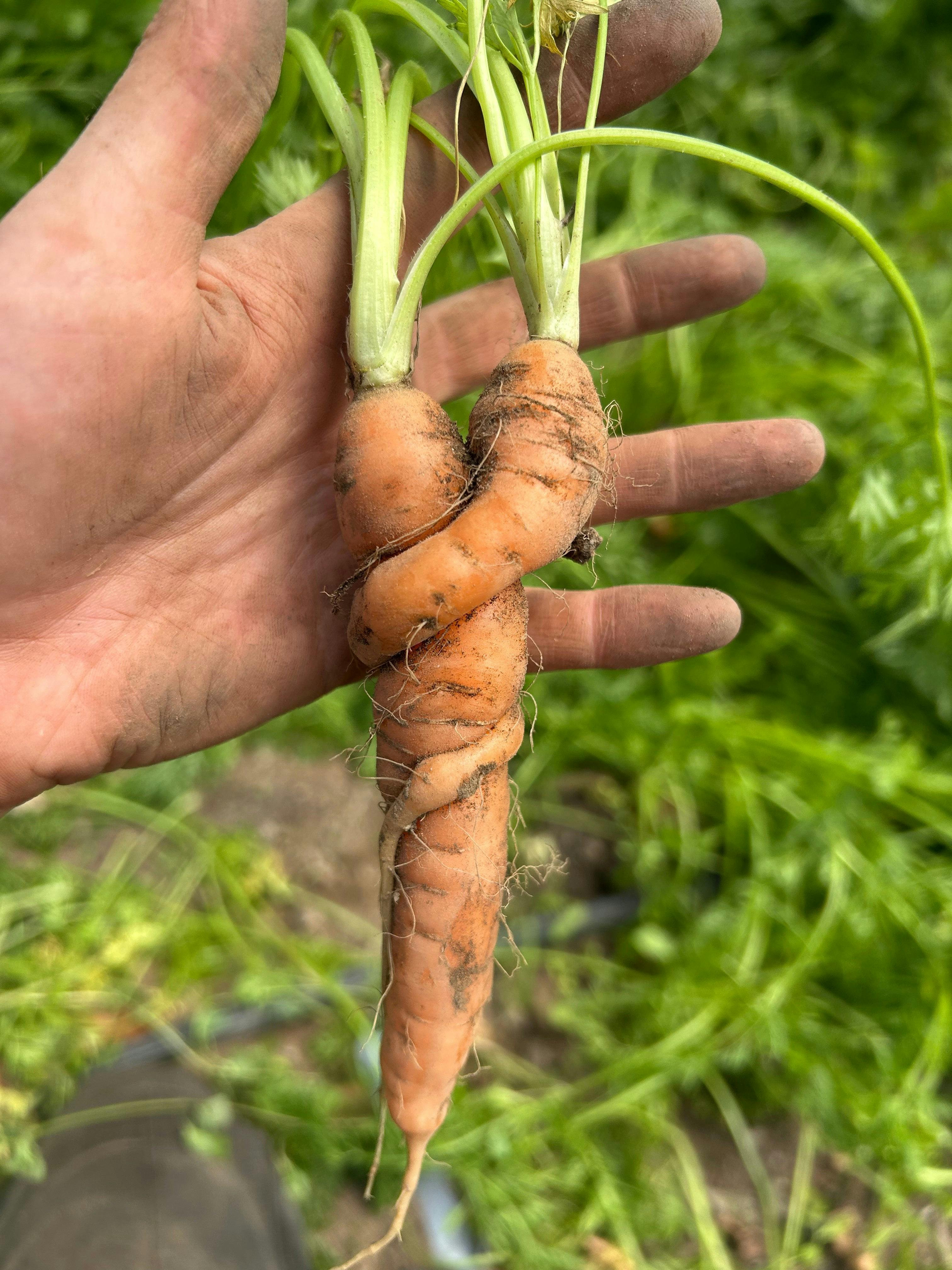Love Conquers All - Carrot Lovers Tee