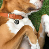Adopt Don’t Shop Pet ID Tag
