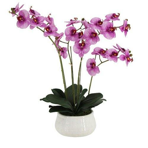 23" Phale Orchid