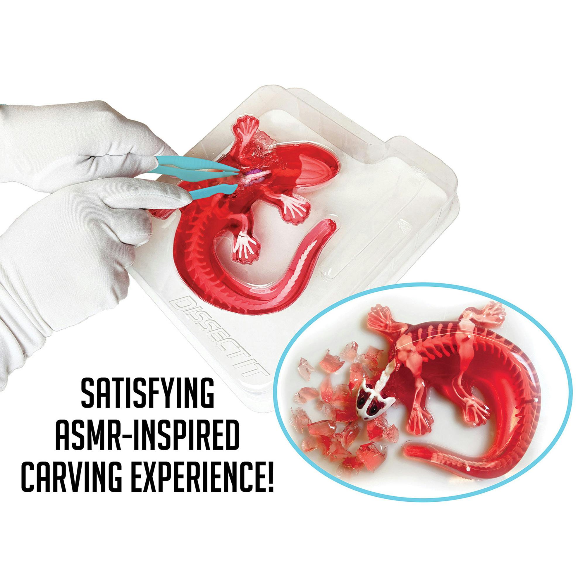 Dissect-It: Salamander Lab