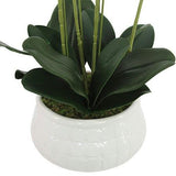 23" Phale Orchid