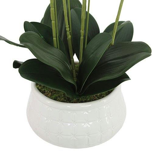 23" Phale Orchid