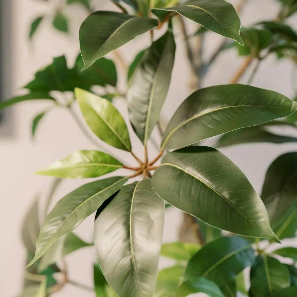 7' Faux Potted Money Tree