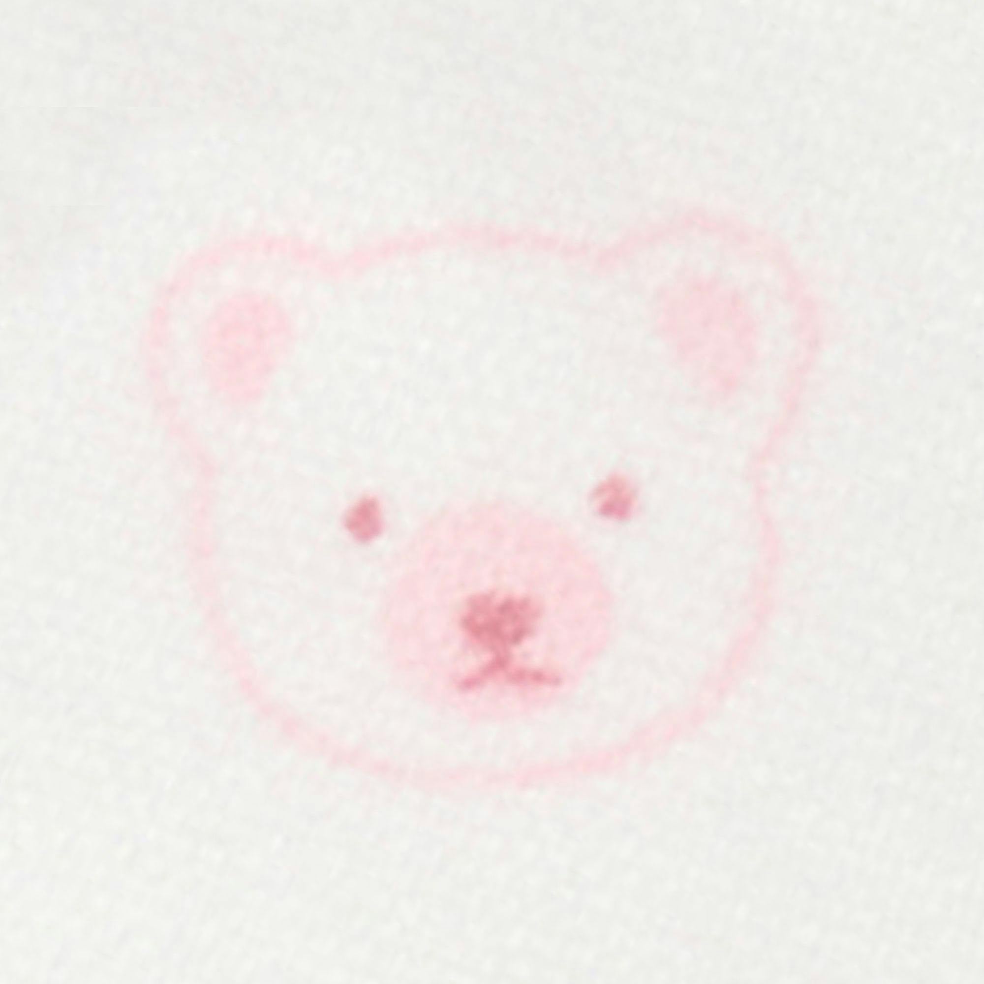 4 Pack Zip Growsuit Pale Pink Bear Pack
