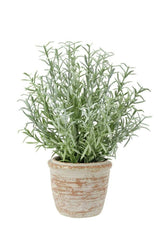 12" Rosemary & 16" Olive Topiary Set