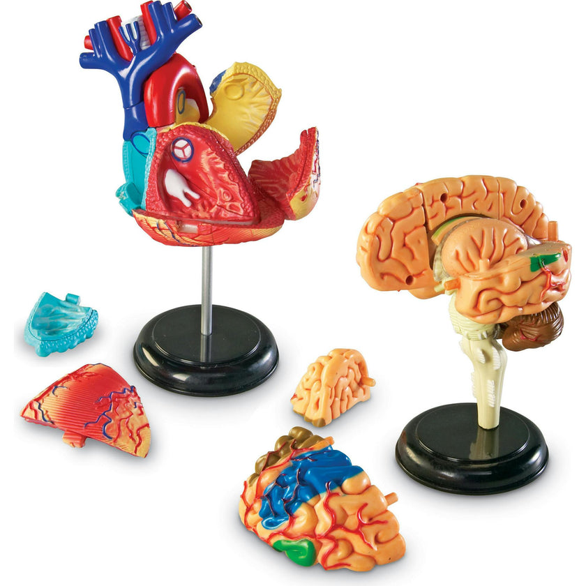 Anatomy Models Bundle