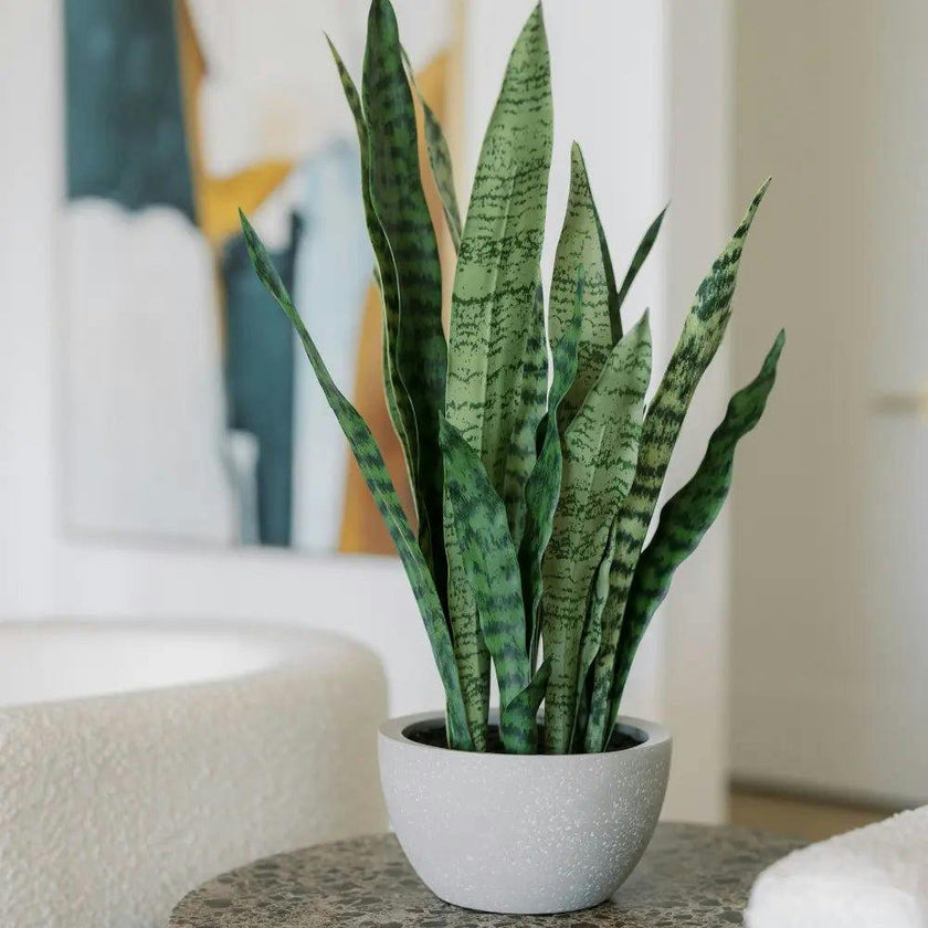 25" Snake Plant in Gray Pot