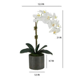 21" White Phalaenopsis Orchid in Textured Pot