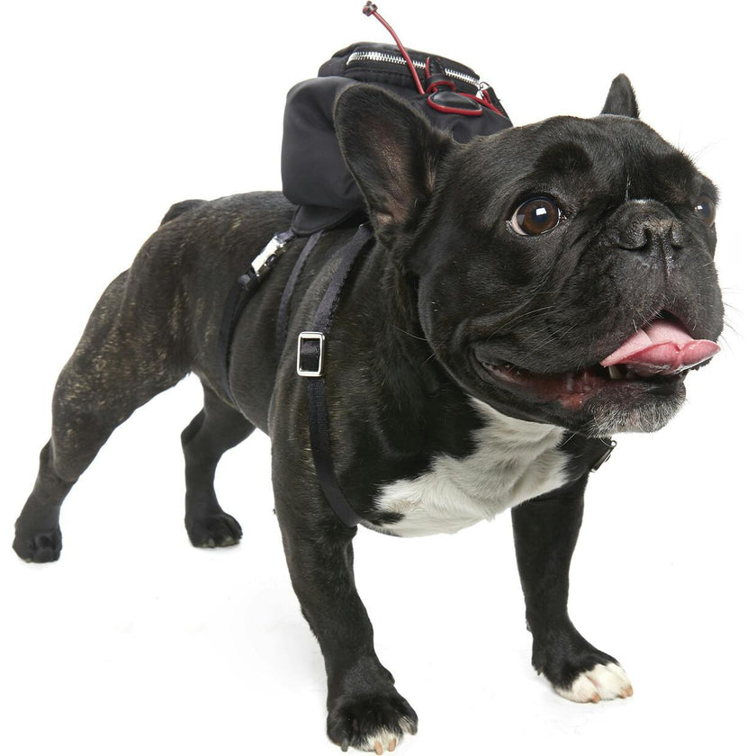 Dog Backpack