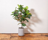 Artificial Fiddle Leaf Fig Tree with Artisan Planter