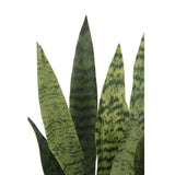 25" Snake Plant in Gray Pot