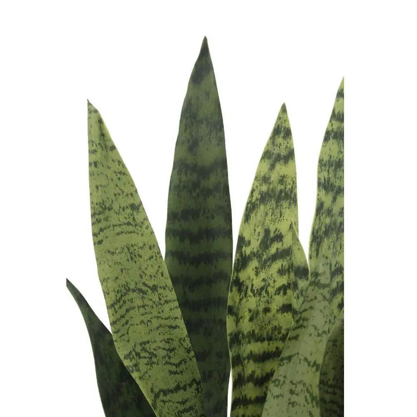 25" Snake Plant in Gray Pot