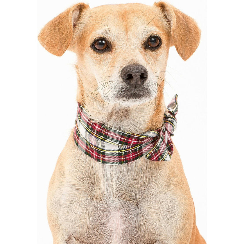 Holiday Necktie, Plaid