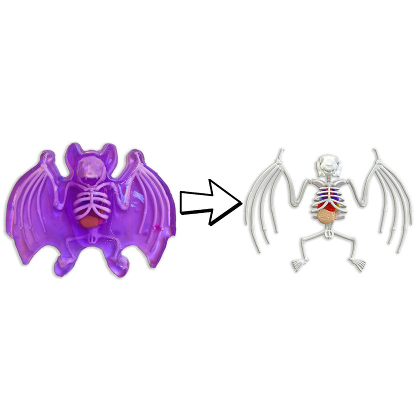 Dissect-It: Bat Lab