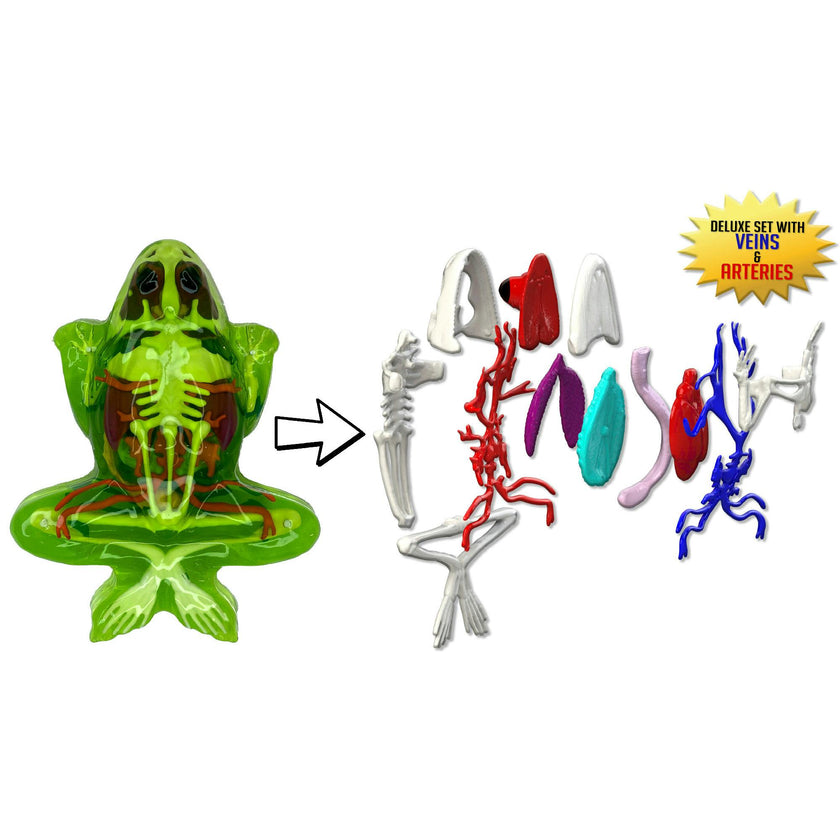 Dissect-It: Deluxe Super Frog Lab
