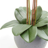 Artificial White Double Stem Orchid