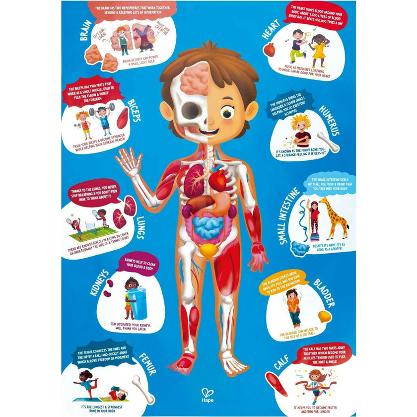 Human Body Jigsaw Puzzle