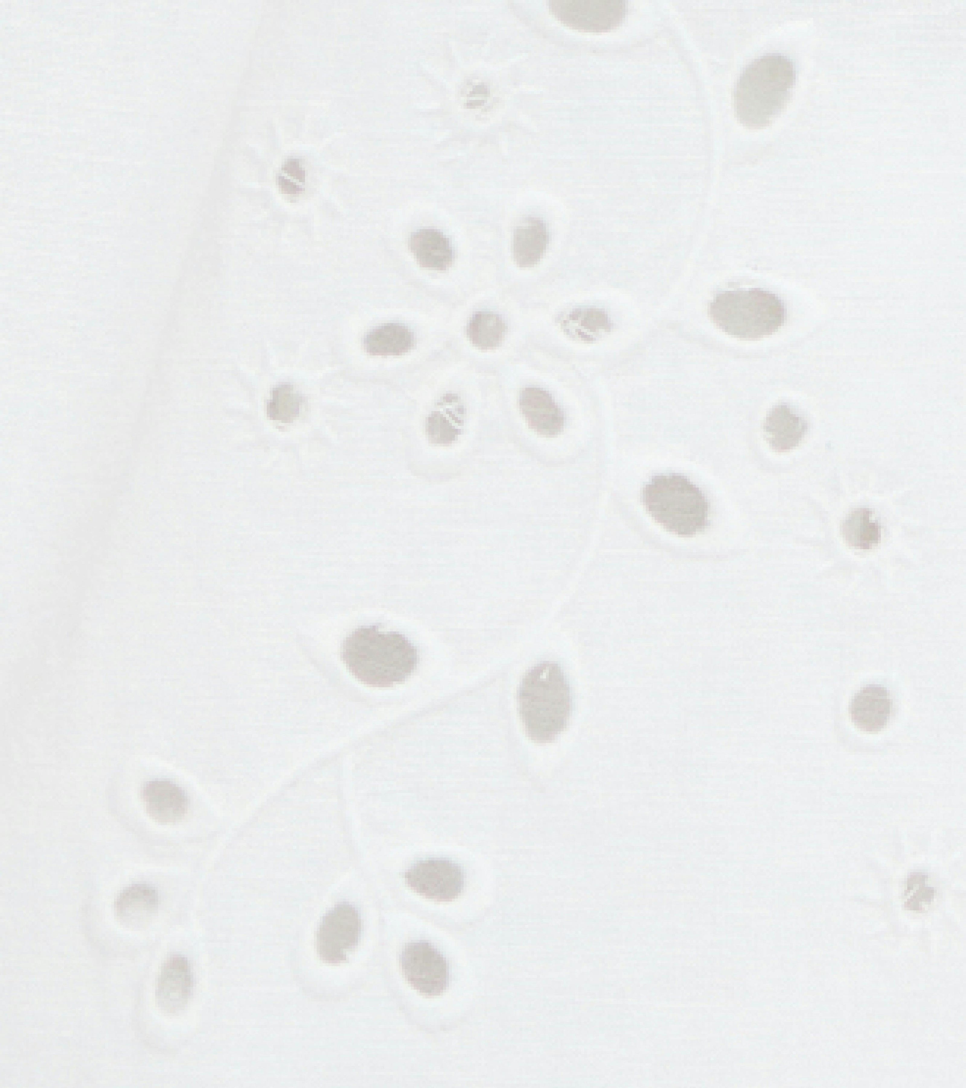 The Jessie Short - White Linen