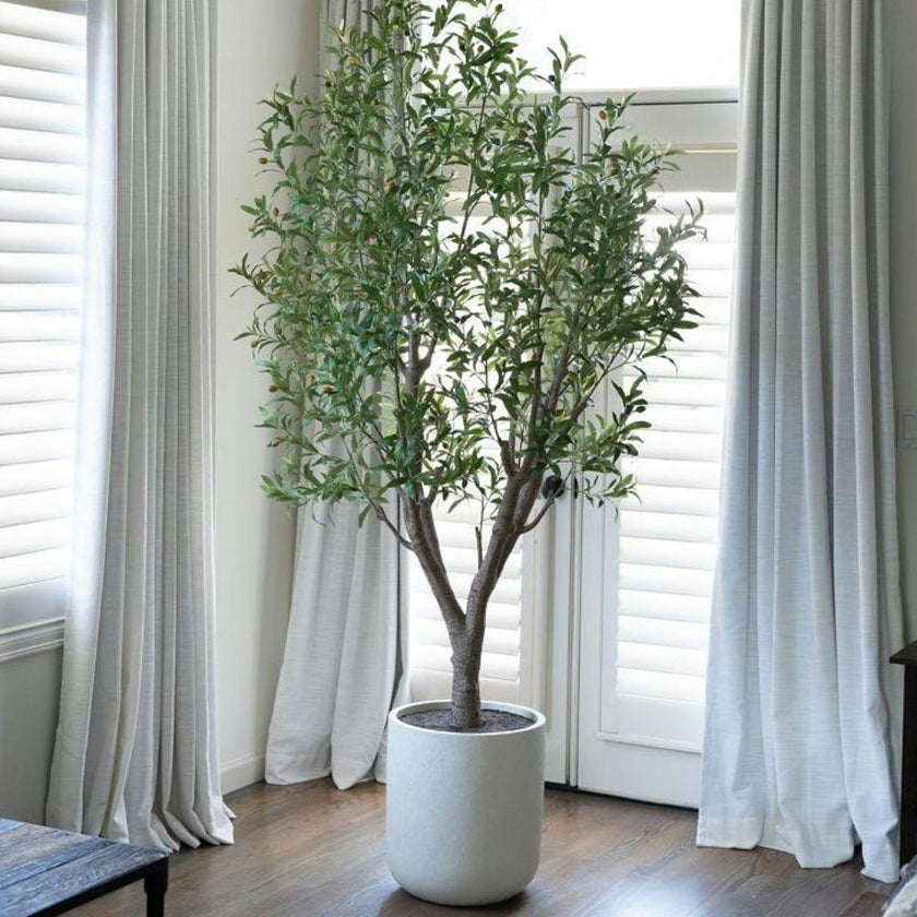 8' Olive Tree Potted in White Stone Pot
