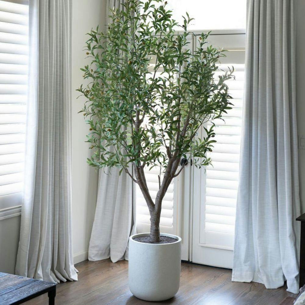 8' Olive Tree Potted in White Stone Pot