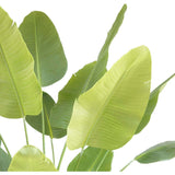 8' Bird of Paradise Tree in Modern Gray Planter