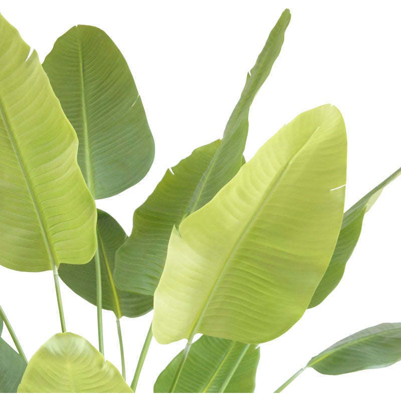 8' Bird of Paradise Tree in Modern Gray Planter