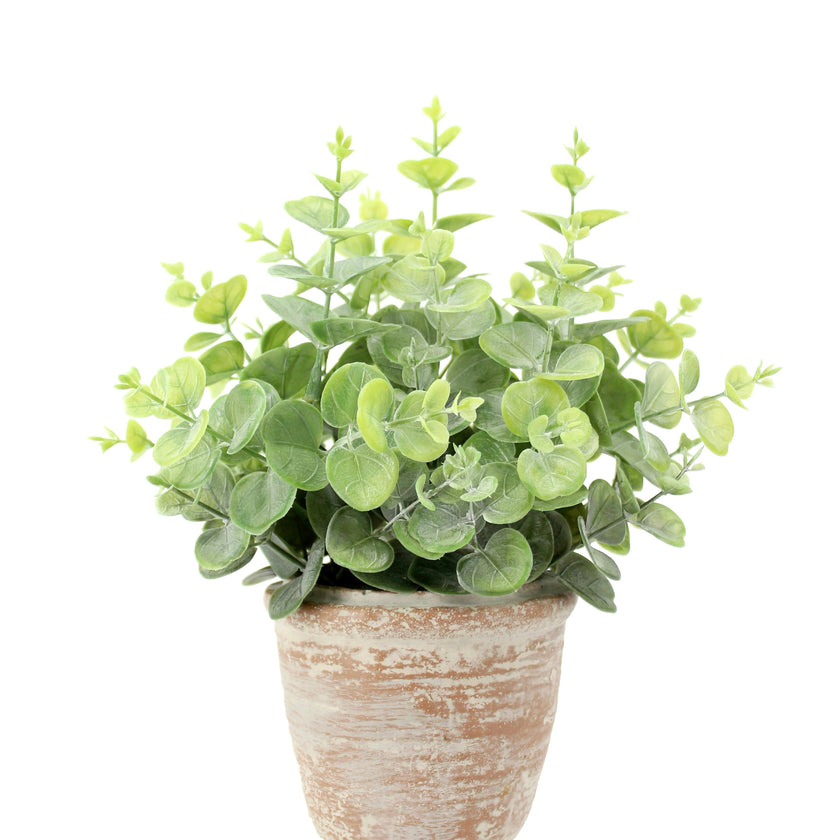 10" Eucalyptus & 16" Citrus Topiary Set