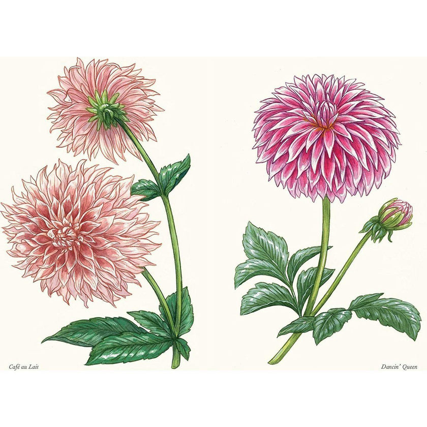 Little Book of Dahlias