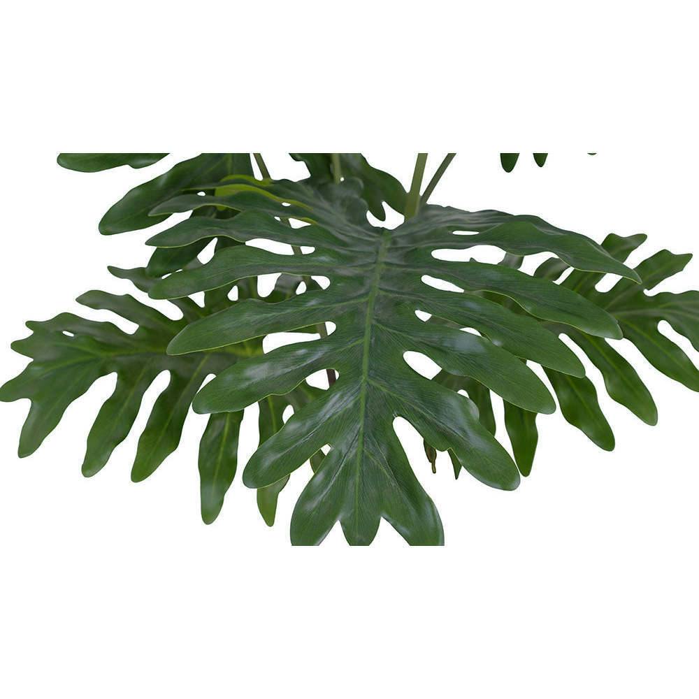 Plant Philodendron Pot 3ft