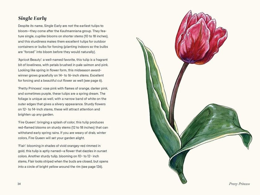 Little Book of Tulips