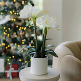 24" White Amaryllis Arrangement in Pot