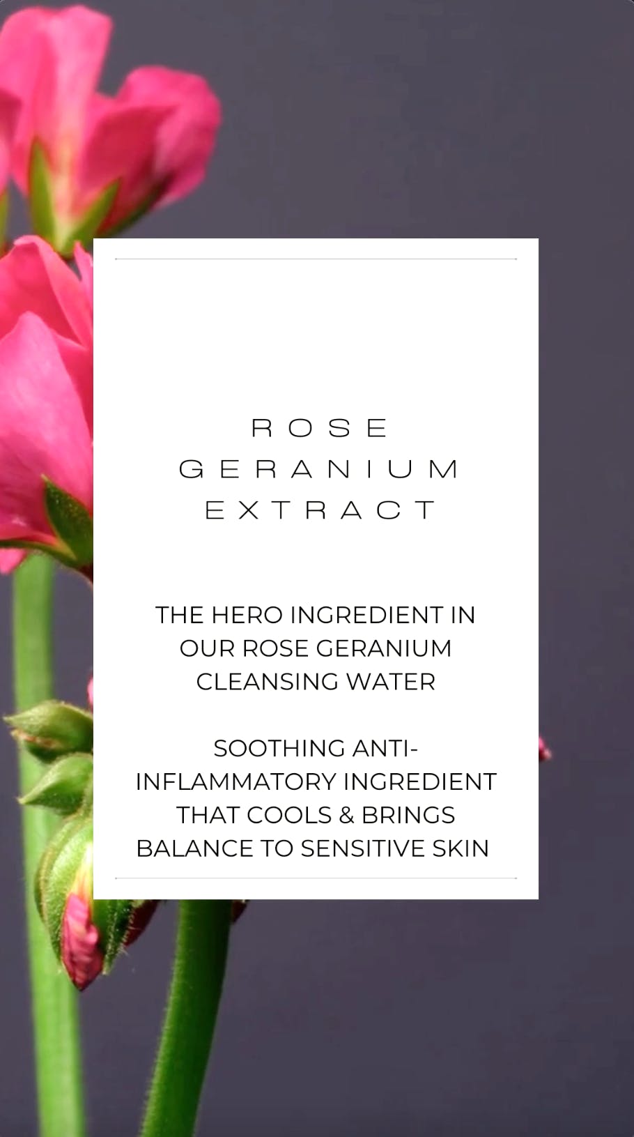 Rose Geranium Cleansing Water