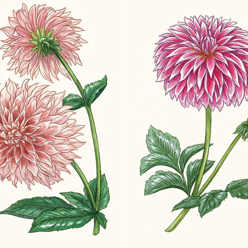 Little Book of Dahlias