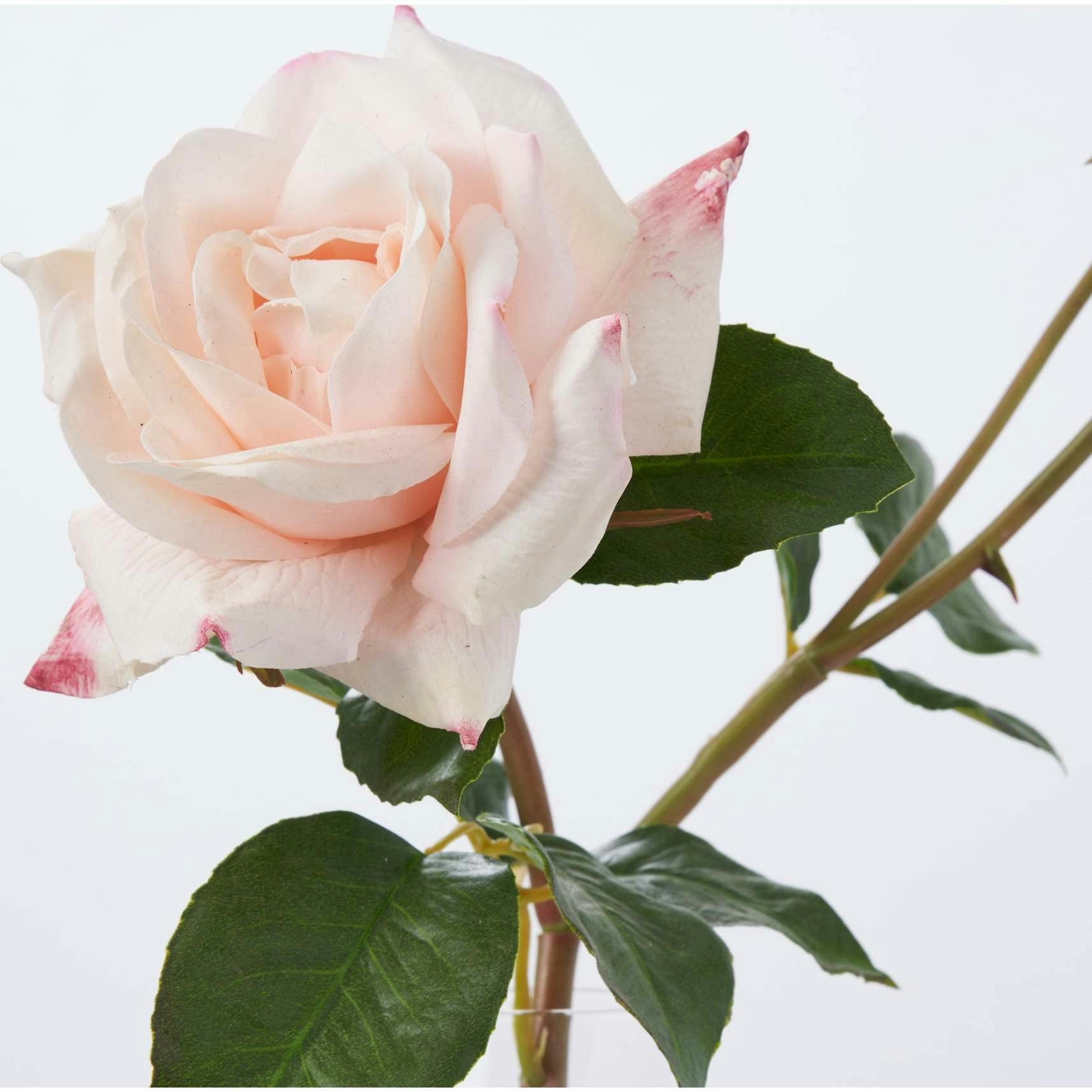 Blush Pink Real Touch Juliette Rose Stem & Buds in Fluted Glass Vase Everyday Spring Water Illusion