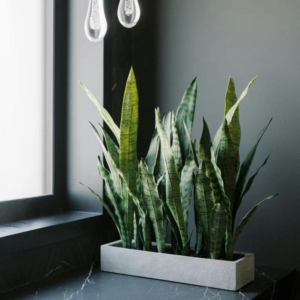 Rectangular Snake Plant Arrangement in Gray Pot