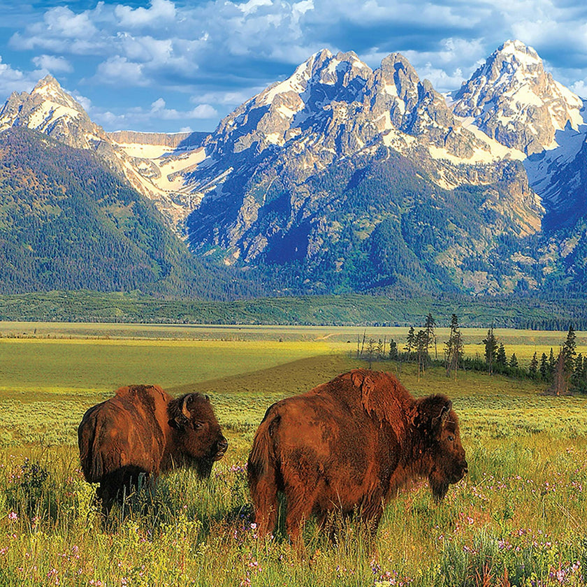Grand Teton National Park - 1000 pc Puzzle