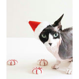KITTY PEPPERMINT